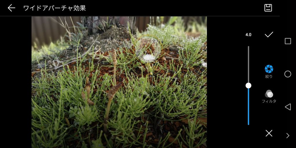 ピントの位置を少し後ろにしてみた